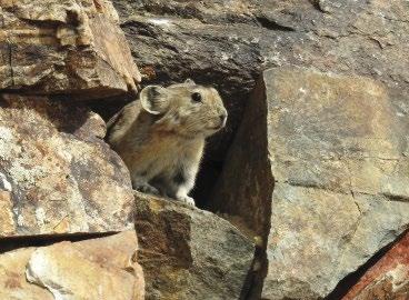 erythrogastrus), de a szarka helyi alfaját (Pica pica bactriana) is láttuk.