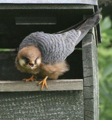 Kirepült fiókák átlaga, csak sikeres fészkek / Average number of juveniles fledged by successful nests 5 4 3 2 1 0 2006 2007 2008 2009 2010 2011 2012 2013 2014 2015 2016 2017 7.