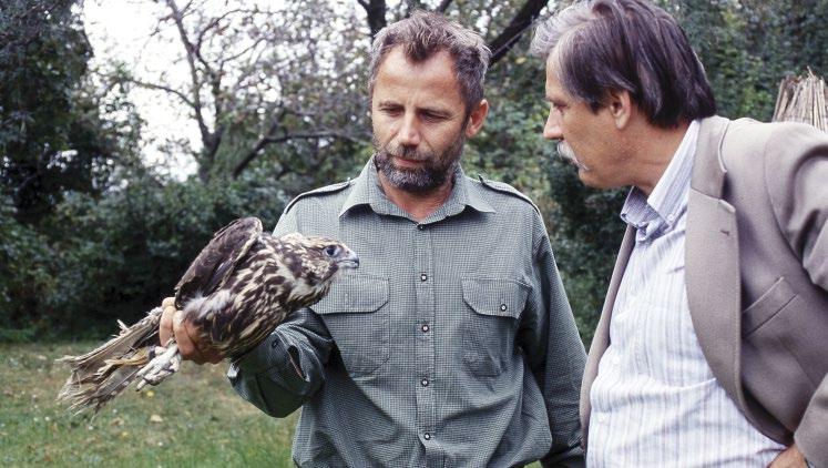 8 ábra: Bagyura János és Fidlóczky József egy sérült kerecsensólyommal (Falco cherrug), 1999-ben (fotó: Kállay György) / János Bagyura and József Fidlóczky with an injured Saker Falcon in 1999 kai