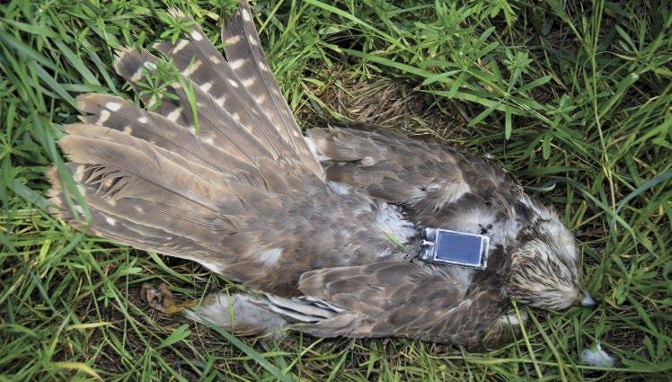 9. ábra: 2017-ben áramütéstől elpusztult nyomkövetős kerecsensólyom (Falco cherrug) (fotó: Bagyura János) / Carcass of a satellite-tagged Saker Falcon died by electrocution in 2017 vadban kárt ne