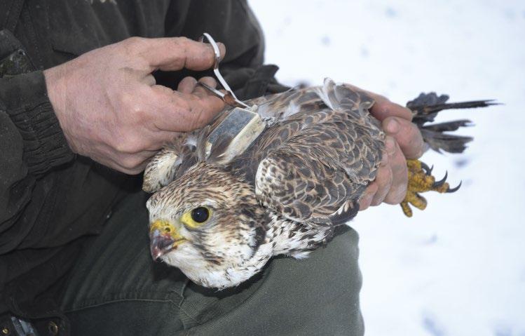 10. ábra: Erre az öreg hím kerecsensólyomra (Falco cherrug) 2013. február 12-én szereltük fel az adót, majd 2018.