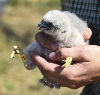 Kabasólyom-fiókák dolmányos varjú (Corvus corone cornix) által