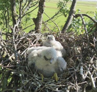 Hobby chicks in a nest built by Hooded Crow Lent, jobbra: