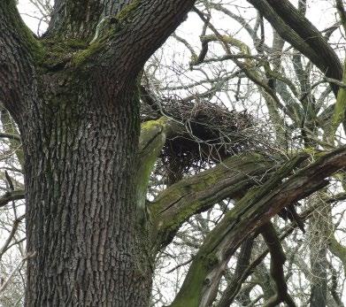 5. ábra: Fekete gólya (Ciconia nigra) fészke (fotó: Papp Gábor) / Black Stork nest 10%-át adja.