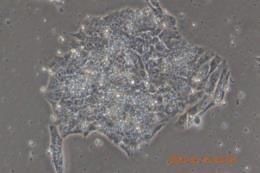 cells. B.
