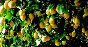 1 Pruneaux d Agen, PGI Fotó: Photothèque du BIP 2 Limone di Sorrento, PGI 3 Westlandse druif, PGI Fotó: M.v.d. Wilk-v.