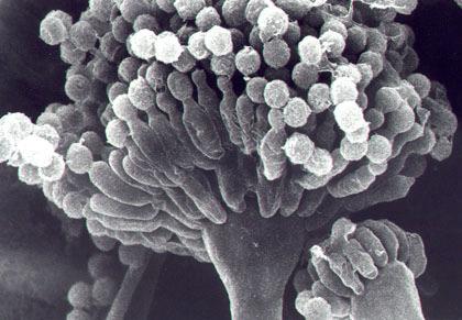 A FluG elsıdleges szerepe az lehet, hogy az SfgA intracelluláris repressziós hatását feloldja (5. ábra). A A B 4. ábra Konidiumok és konidiofórok Aspergillus nidulans-ban. (A: http://www.mycology.