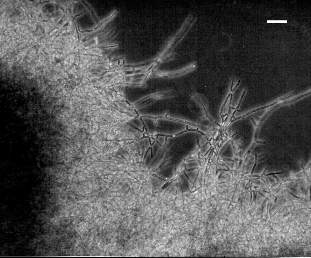 inkubációt követıen autolizáló Aspergillus nidulans