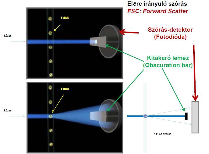 FSC) mérése (gyakoribb) Oldal irányú fényszórás (side sca]er, SSC) mérése Fényszórás