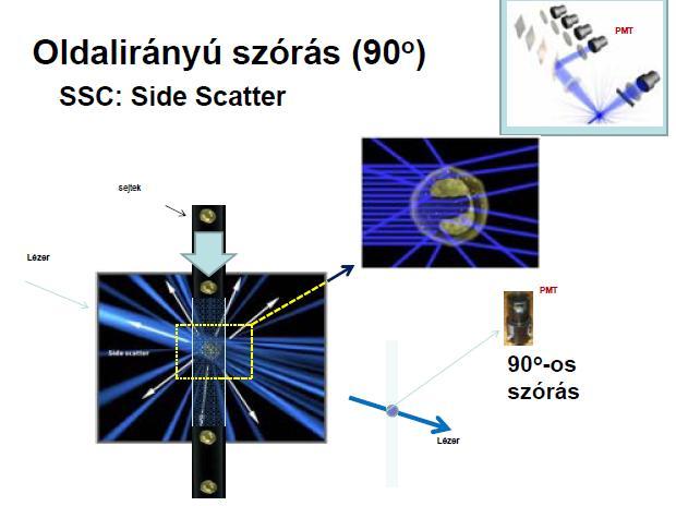 Oldalirányú fényszórás Fényszórás alkalmazása Az oldalirányú fényszórás, SSC a sejtek