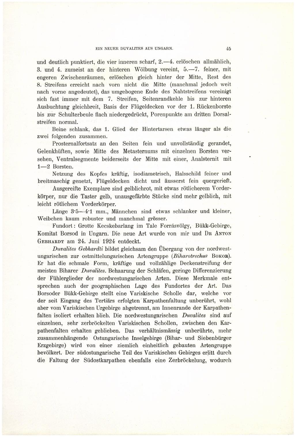 und deutlich punktiert, die vier inneren scharf, 2. 4. erlöschen allmählich, 3. und 4. zumeist an der hinteren Wölbung vereint, 5. 7.