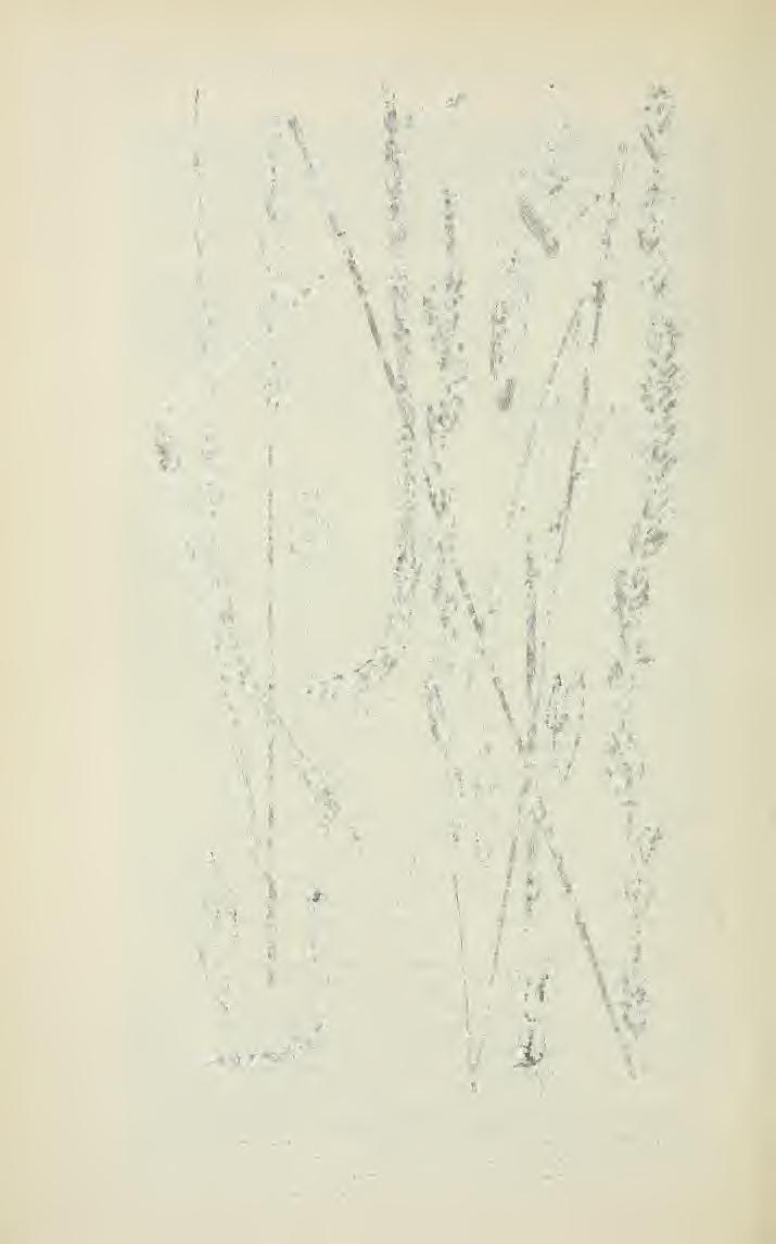1. Triticum ramosum T r i n.
