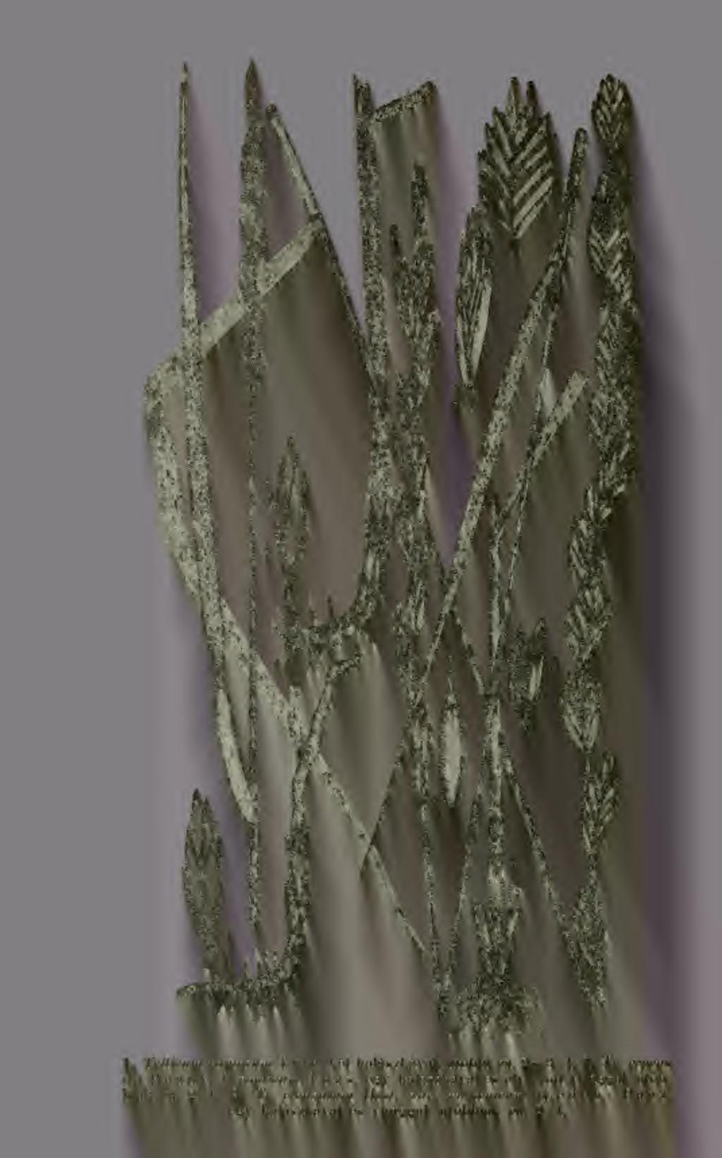 repens (L) B e a u V. f. ponticum T u z s.