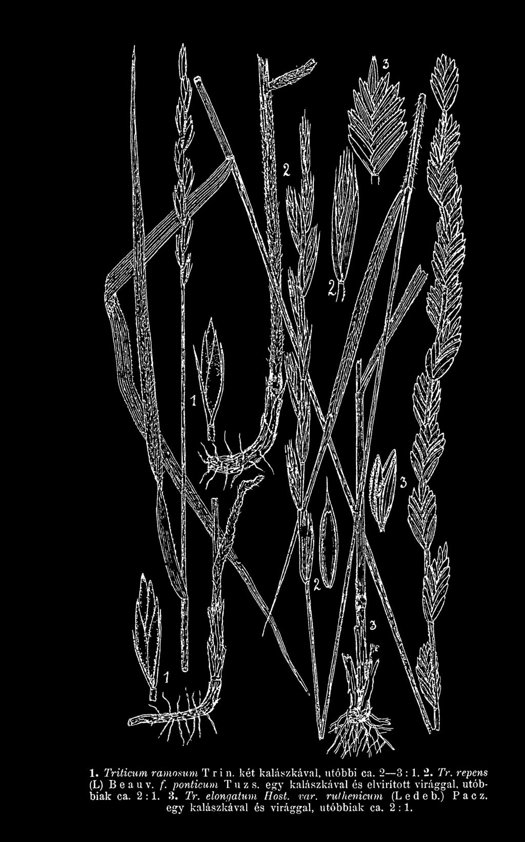 utóbbiak ca. 2:1. 3. Tr. elongatum Hst. var.