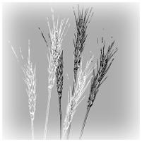 iginr ield dcedi axd úåøö úåáåùúå úåìàù íééàìë äìàù eakxed carica m` mle`,zext ipin ipy ly dakxda mii`lk xeqi` reci meyn oi` mdinece sifyxt` oebk zexit ziipwa m`d.mixeq` mpi` -zextd?