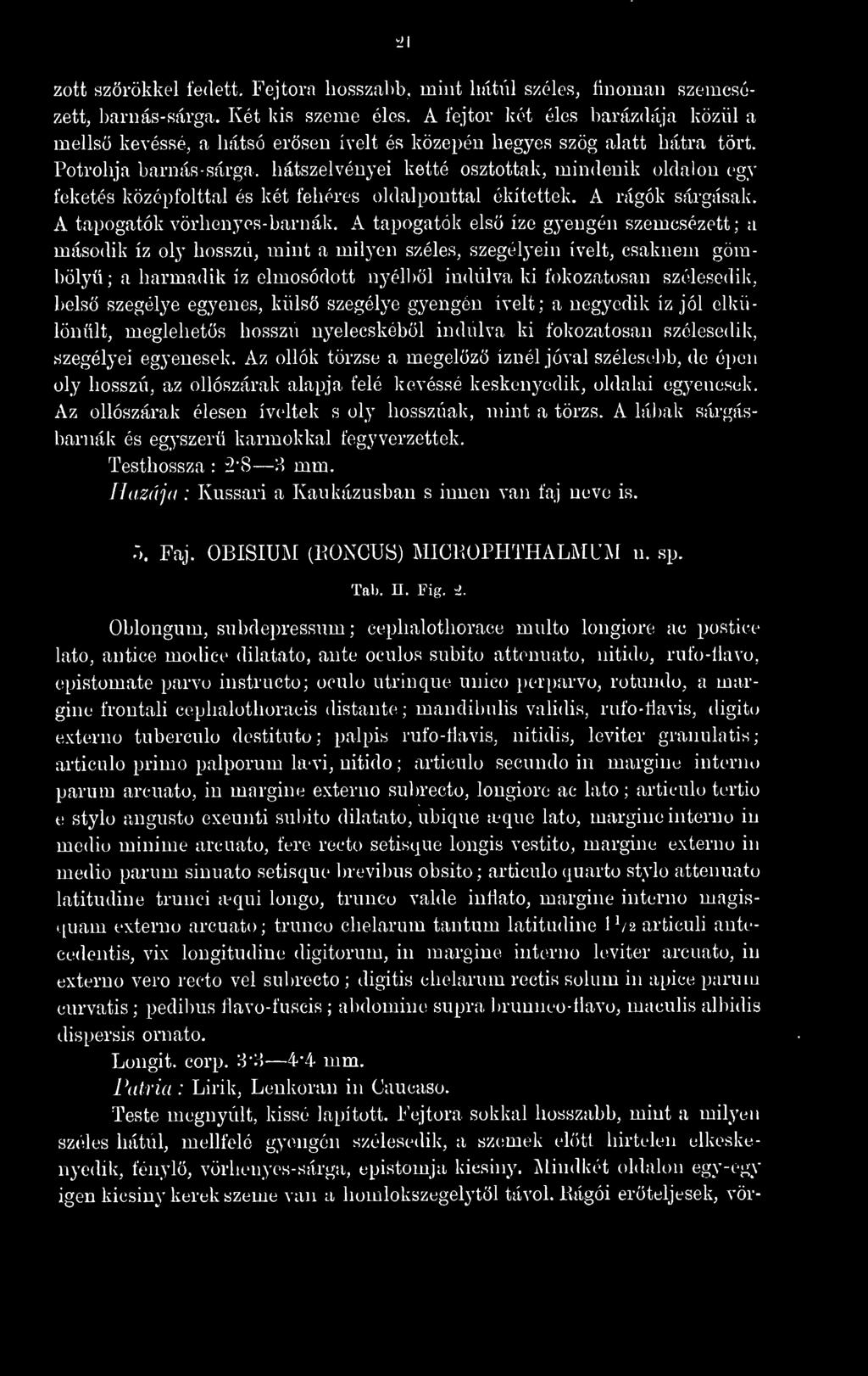 Potrohja barnás-sárga, hátszelvényei ketté osztottak, mindenik oldalon egy feketés középfolttal és két fehéres oldalpouttal ékítettek. A rágok sárgásak. A tapogatók vörhenyes- barnák.