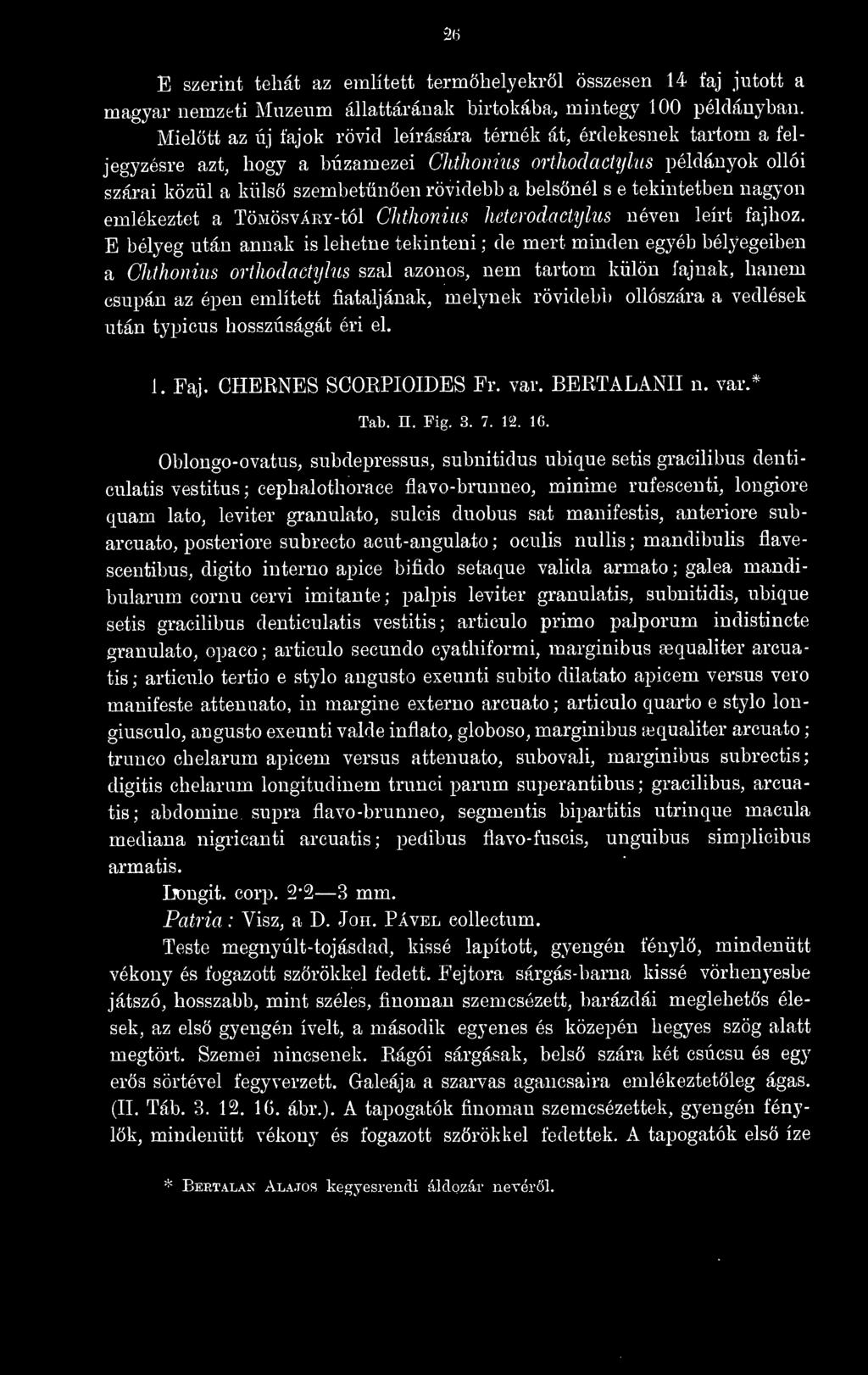 tekintetben nagyon emlékeztet a TöMÖsvÁRY-tól Ckthonim heterodactylus néven leírt fajhoz, E bélyeg után annak is lehetne tekinteni ; de mert minden egyéb bélyegeiben a Chthoniiis orthodachjlus szál