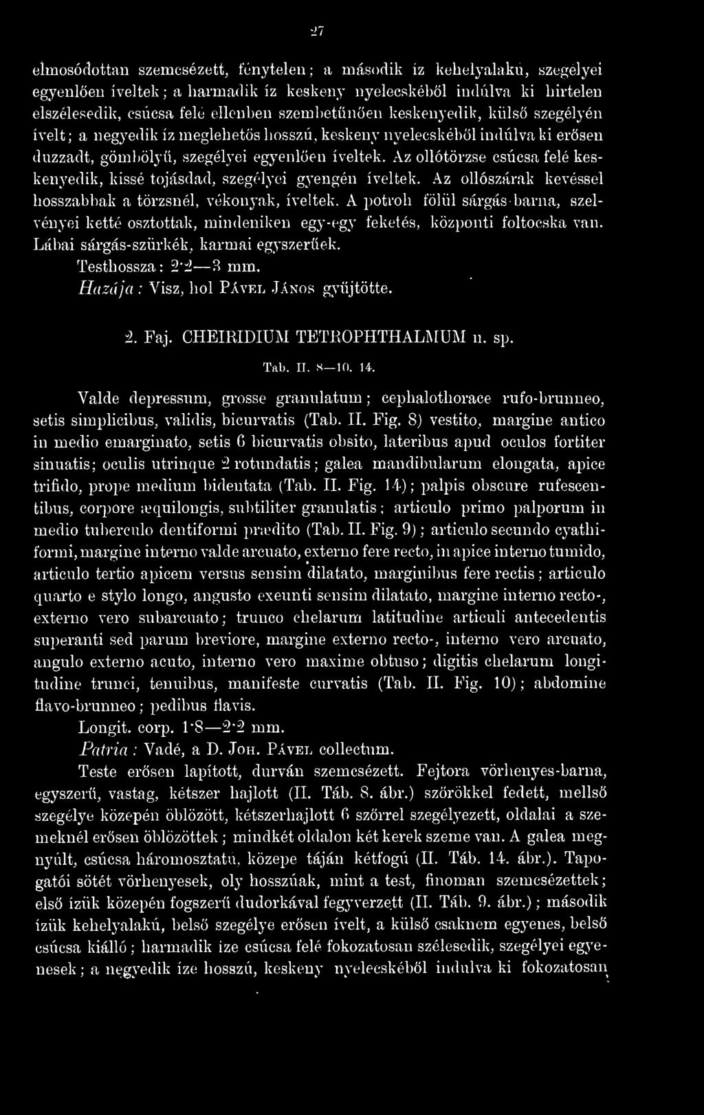 Az ollótörzse csúcsa felé keskenyedik, kissé tojásdad, szegélyei gyengén íveltek. Az ollószárak kevéssel hosszabbak a törzsnél, vékonyak, íveltek.