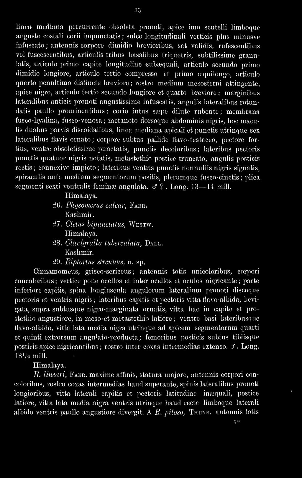 capite longitudine suba^quali, articulo secundo primo dimidio longiore, articulo tertio compresso et primo iequilongo, articulo quarto penultimo distincte breviorc ; rostro medium mesosterni