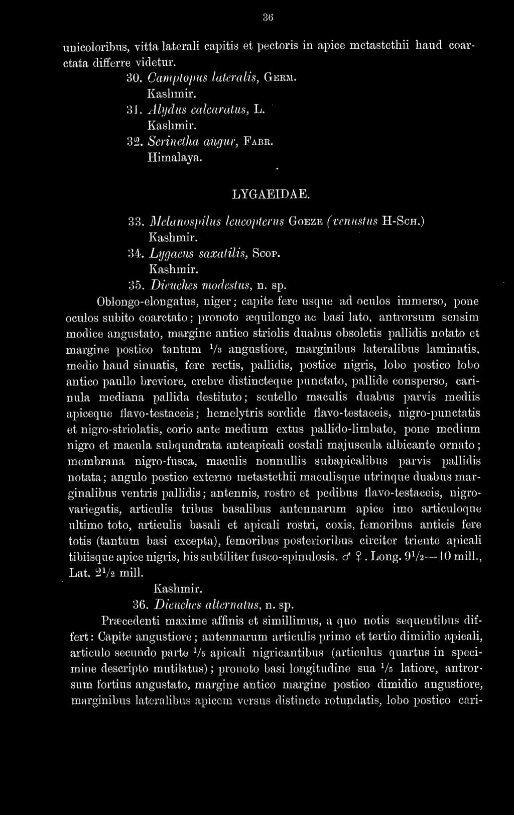 Oblongo-eloDgatus, niger ; capite fere usque ad oculos immerso, pone oculos subito coarctato ; pronoto tequilongo ac basi lato, antrorsum sensim modice angustato, margine antico striolis duabus