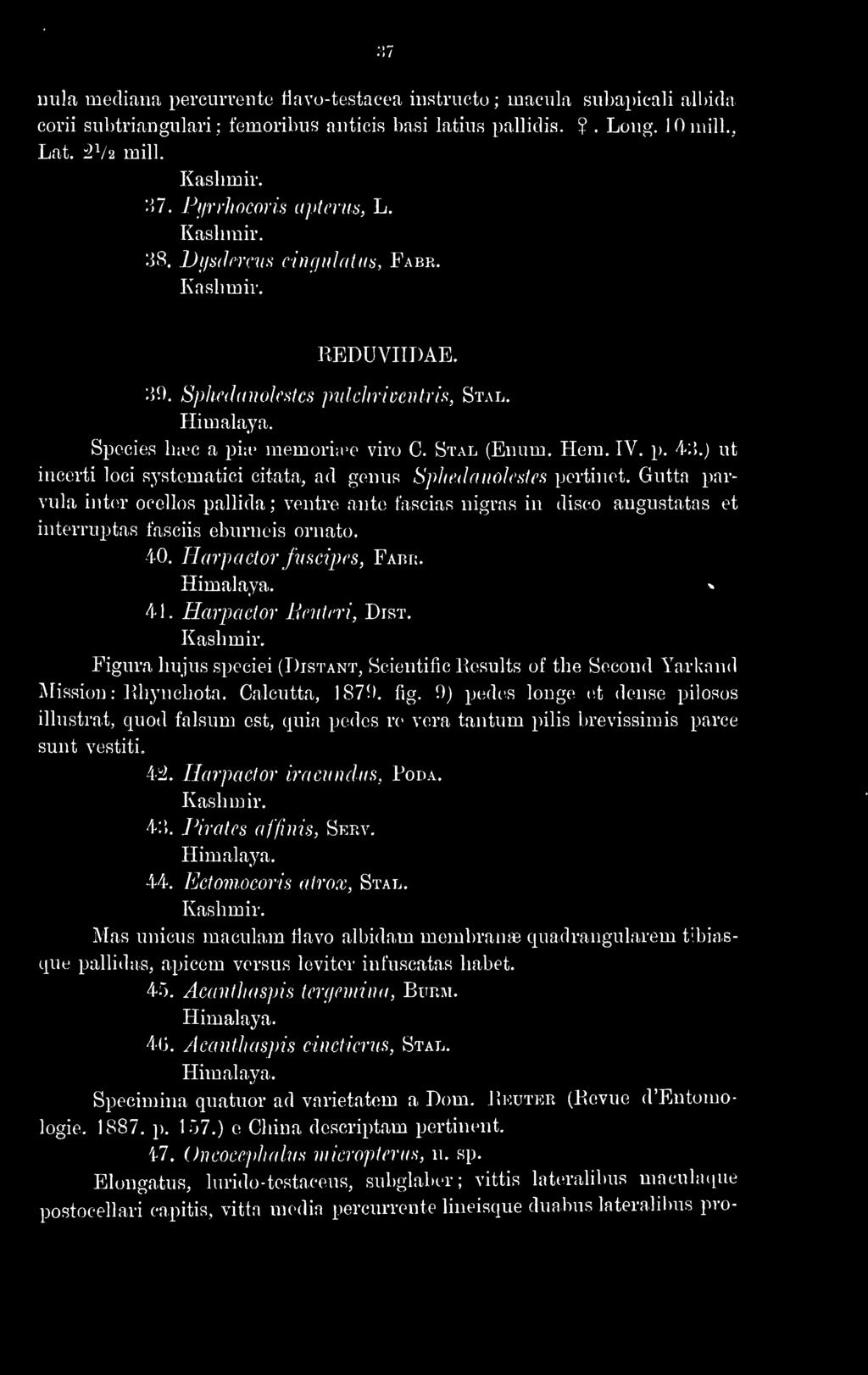 IV. p. 4;').) ut incerti loci systematici citata, ad genus Sphedanolcstes pertinet.