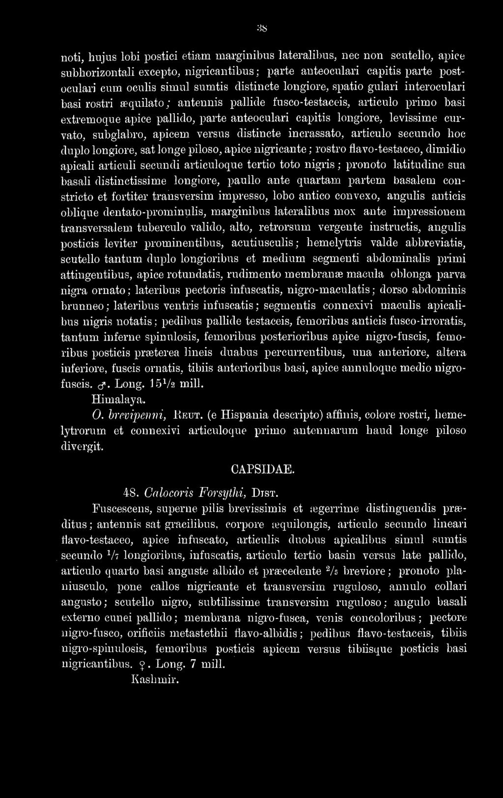 subgiabro, apicem versus distincte incrassato, articulo secundo hoc duplo longiore, sat longe piloso, apice nigricante ; rostro flavo-testaceo, dimidio apicali articuli secundi articuloque tertio