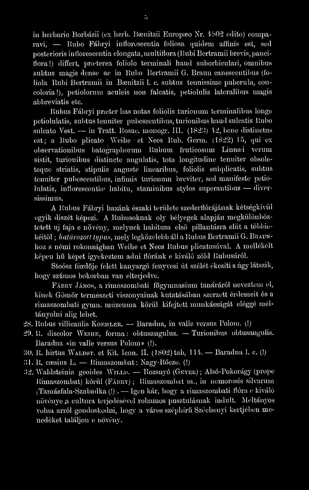 ) differt, prteterea foliole terminali hand suborbiculari, omnibus subtus magis dense ac in Paibo 13ertramii G. Braun canescentibus (foliola Kubi Bertramii in Baenitzii 1. c. subtus tenuissime puberula, concoloria!