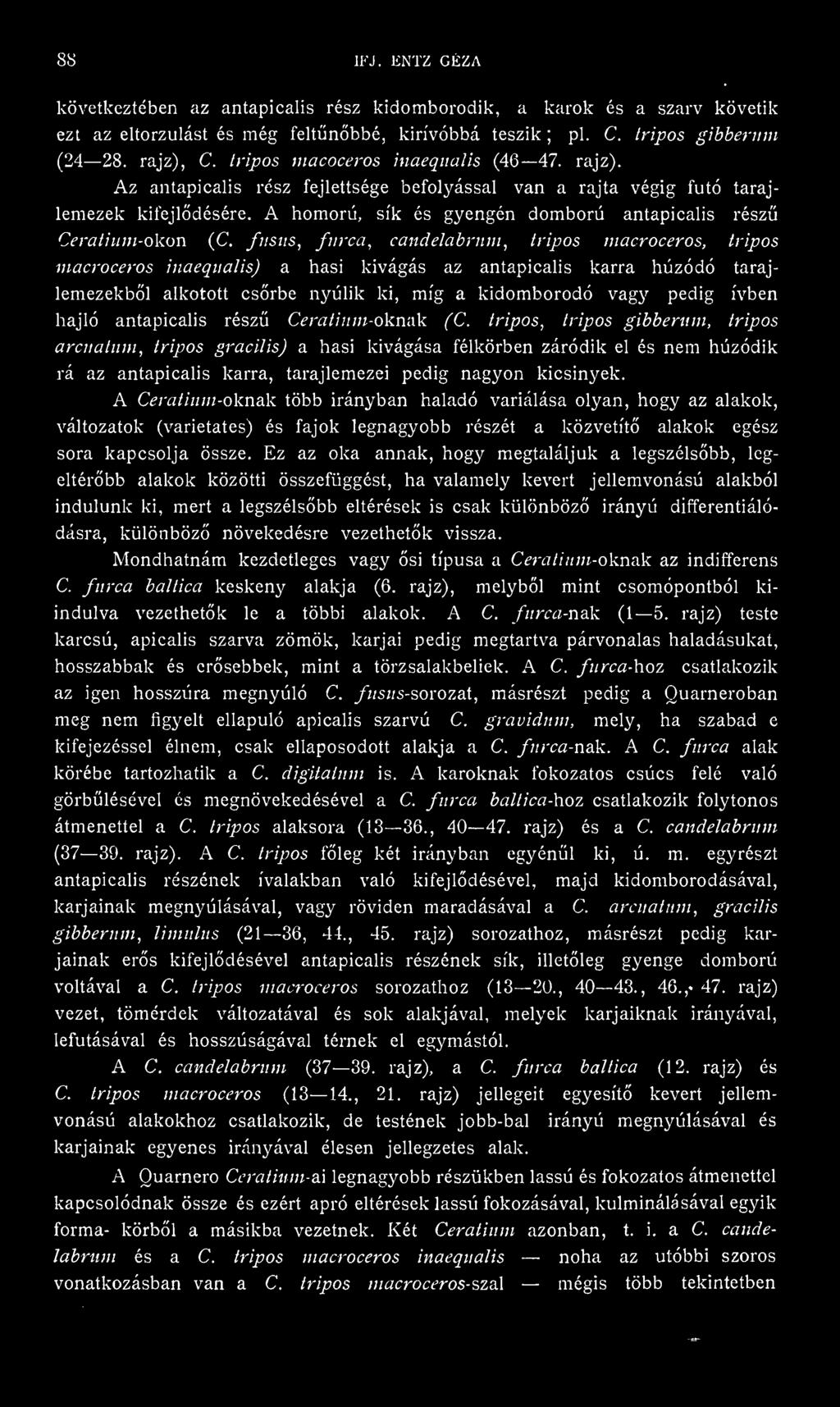 A homorú, sík és gyengén domború antapicalis rész Ceralium-okon (C.