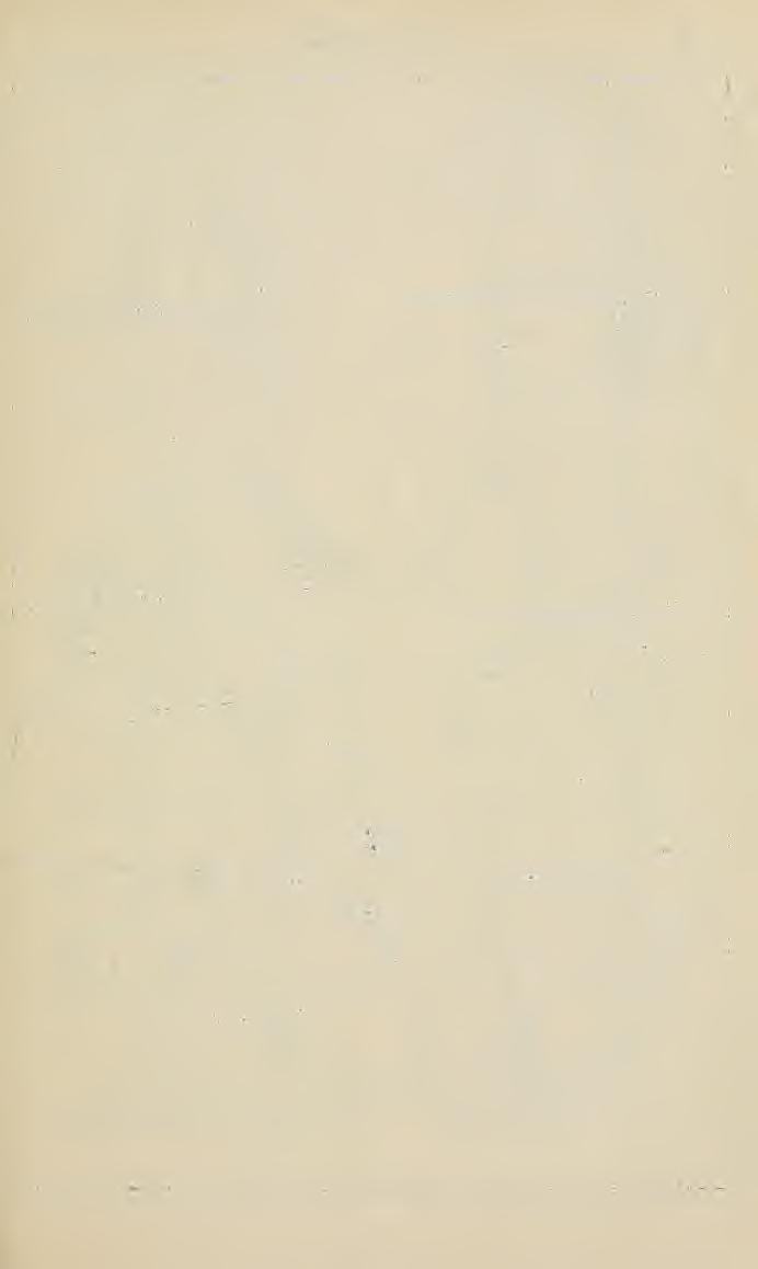 IV. Tábla.