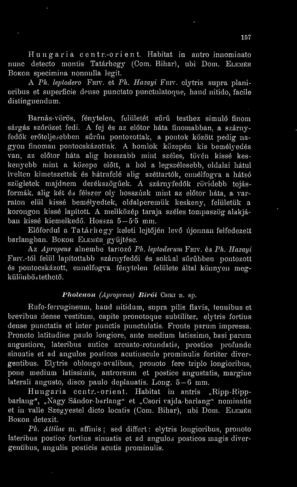 A fej és az eltör háta finomabban, a szárnyfedk erteljeiebben srn pontozottak, a pontok között pedig nagyon finoman pontocskázottak.
