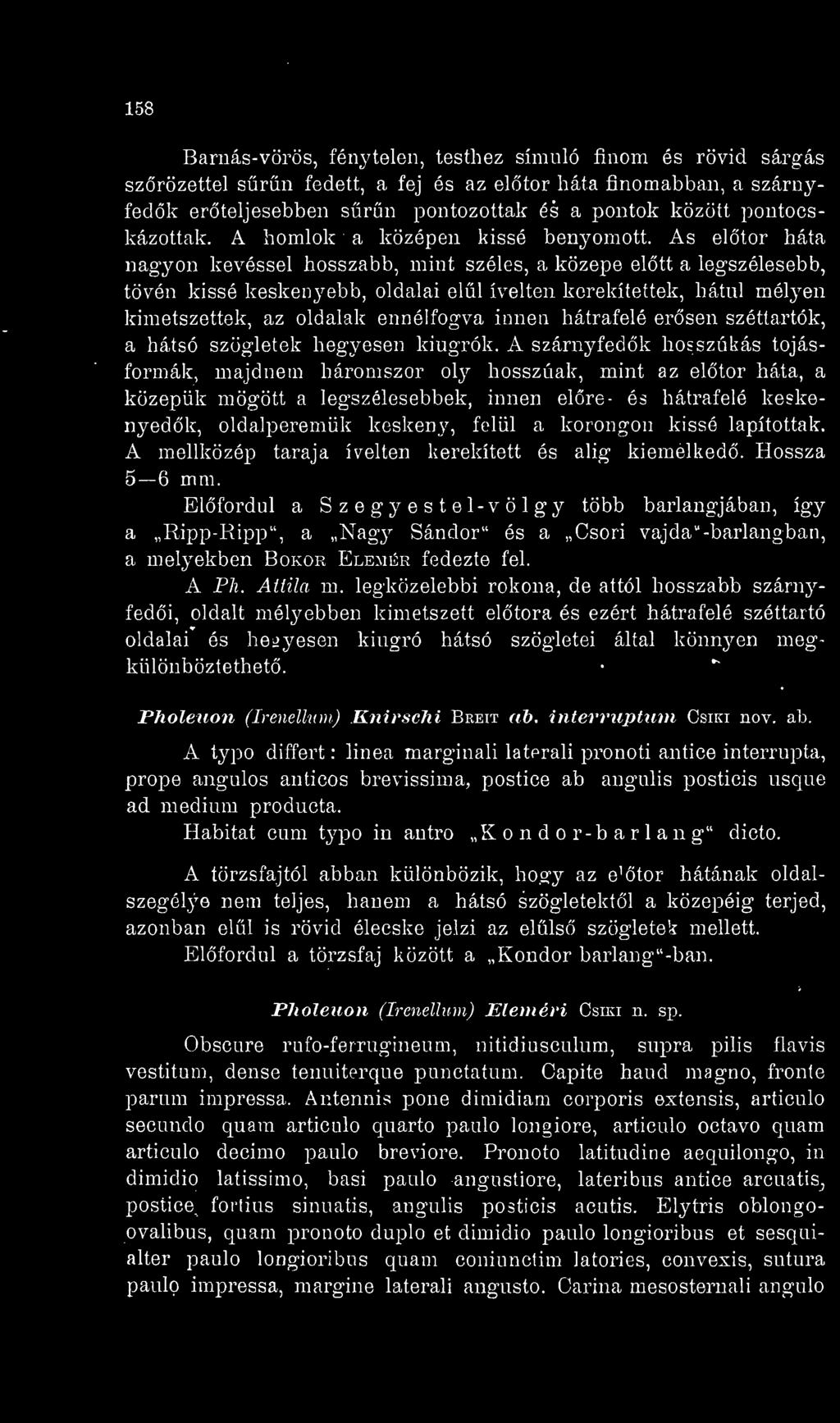 A szárnyfedk hosszúkás tojásformák, majdnem háromszor oly hosszúak, mint az eltör háta, a közepük mögött a legszélesebbek, innen elre- és hátrafelé keskenyedk, oldalperemük keskeny, felül a korongon