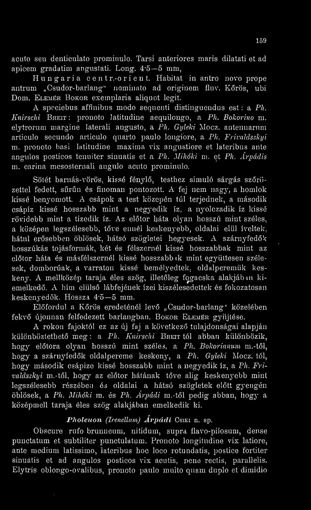 KnirscM Breit : latitudine aequilongo, a Ph. Bokorino m. elytrorum margine laterali angusto, a Ph. Gíjleld Mocz. antennarum articulo secundo articulo quarto paulo longiore, a Ph. Frivaldszkyi m.