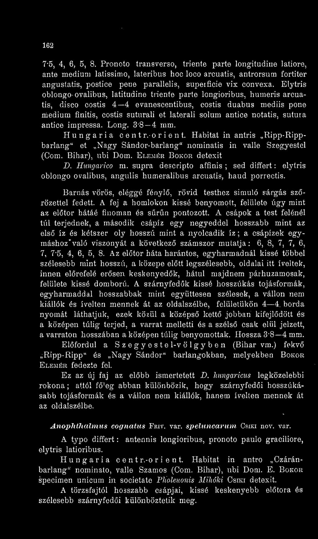 Elytris oblougoovalibus, latitudine triente parte longioribus, humeris arcuatis, disco costis 4 4 evanescentibus, costis duabus mediis pone médium finitis, costis suturali et laterali solum antice