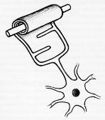 A fehérállomány mielinizált axonok tömege, köztük neuroglia sejtek astrocyták: skeletális, tápláló, phagocyta