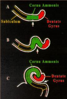 (paleocorticalis) részlete, a