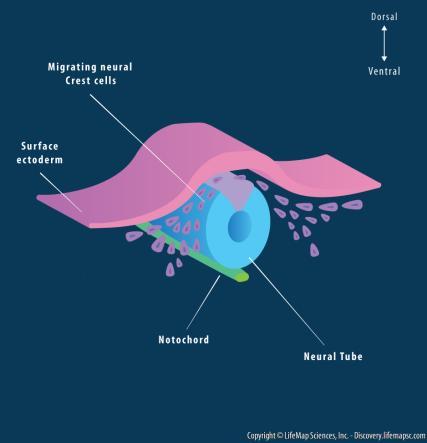 NEUROBLASTOMA a velőcső primitív sympaticus ganglion sejtjeiből (mellékvese velő{llom{nya, sympaticus idegrendszer) pheochromocytoma és paraganglioma m{s sejttípusból (chromaffin sejtek) 3.
