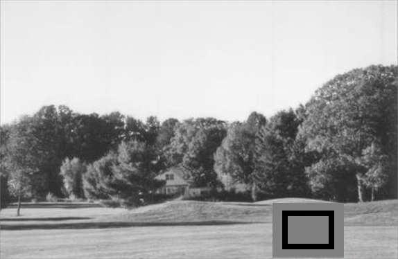 A fotó kísérlettípusnál használt fekete-fehér képek. Korábbi kísérletekben az eredeti színinger és a választott színinger szignifikánsan különböztek.