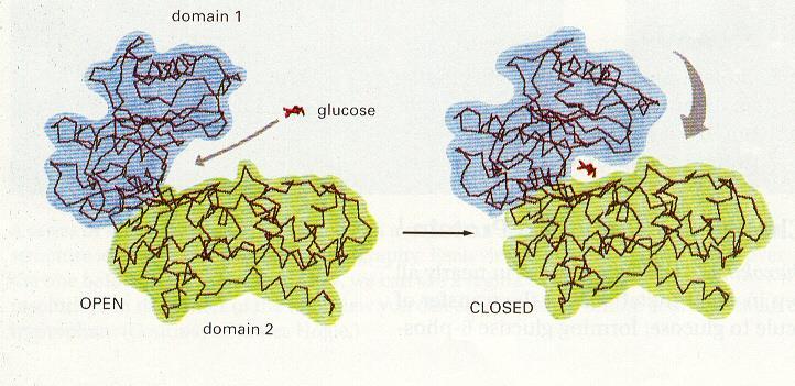 Hexokinase (enzim) Mg 2+ - ATP Glükóz - foszforilálás: glükóz glükóz-6-foszfát -