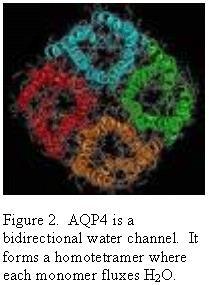 Glia fiziológia Aquaporinok AQP - homotetramer - mindegyik
