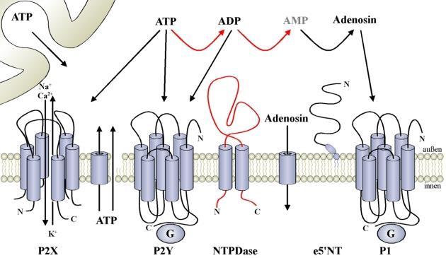 Sejtből KI: exocitózis vagy transzportereken át 2. AMP-nek jelenleg nincs ismert receptora 1. 3.