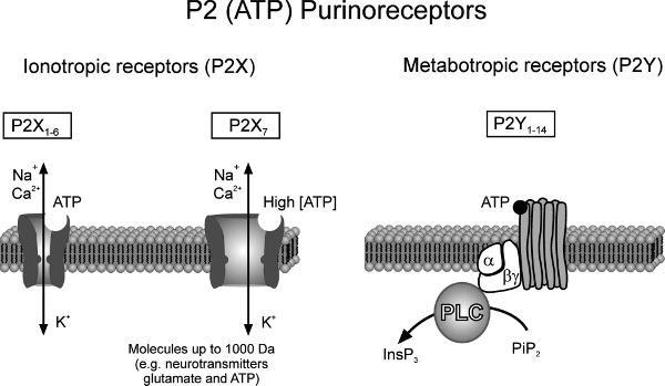 Glia fiziológia Purinoreceptorok -ligand vezérelt ioncsatornák -trimerek: homo vagy heteromerek - ATP kötésre gyors konformációváltás; Na +, K +, Ca ++ - 7 subunit, külön géneken kódolva -P2X7