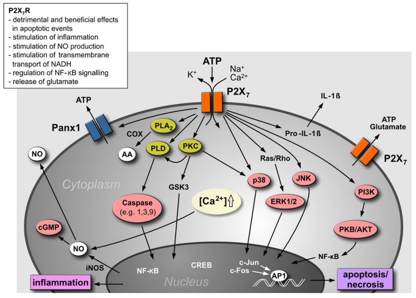 Schematic illustration of examples of signal transduction pathways in astroglial cells following P2X7R activation. After channel opening the P2X7R is permeable for Na+,K+ and Ca2+.