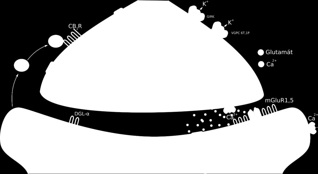 Az egyik a posztszinaptikus sejt megfelelő mértékű depolarizációja által kiváltott kalcium beáramlás hatására, a másik a Gq/11 fehérjével kapcsolt GPCR-ek (pl. mglur1,5) aktivációjának hatására.
