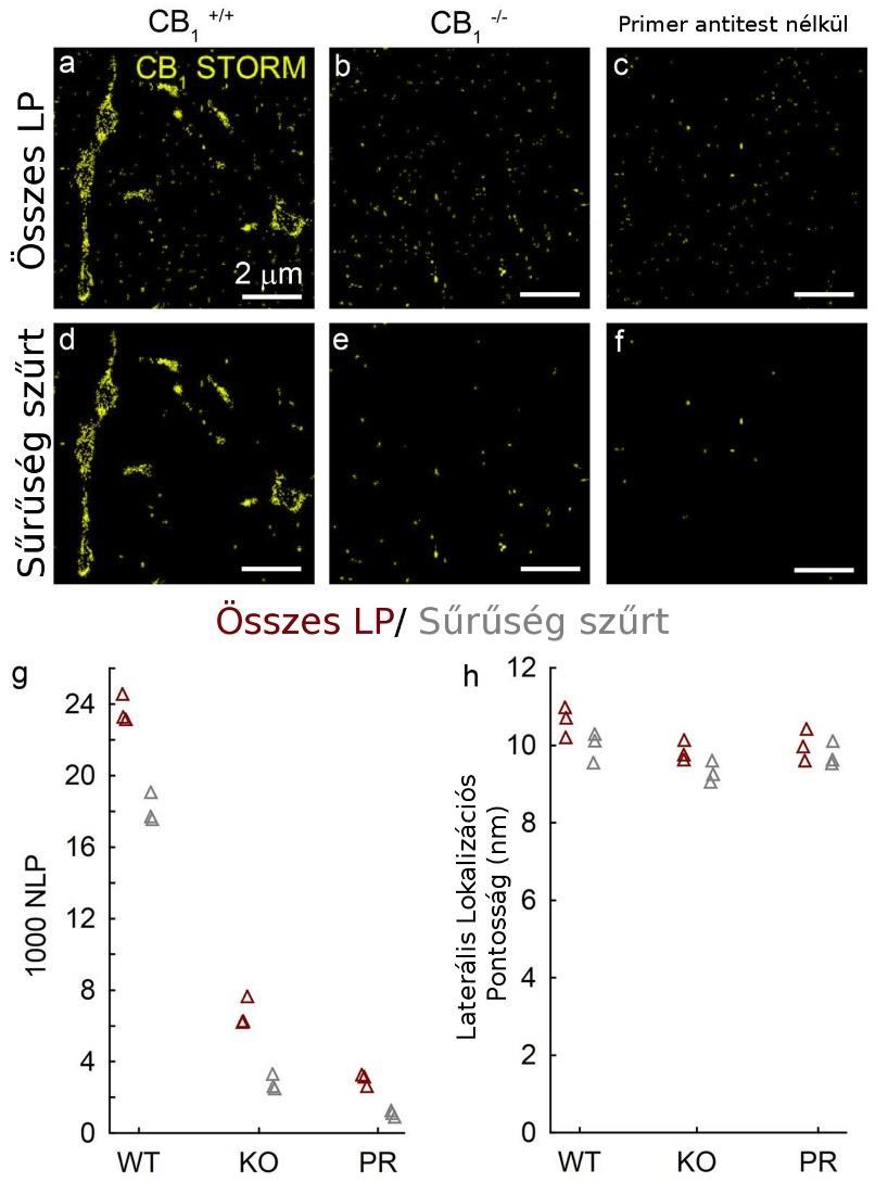 18. ábra A CB1 receptor jelölés specificitásának vizsgálata. (a) CB1 immunfestés egér hippokampális agymetszetein dstorm eljárással megjelenítve.