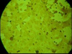 monolayer sejtkultúra 0 mm [K + ] A 8.