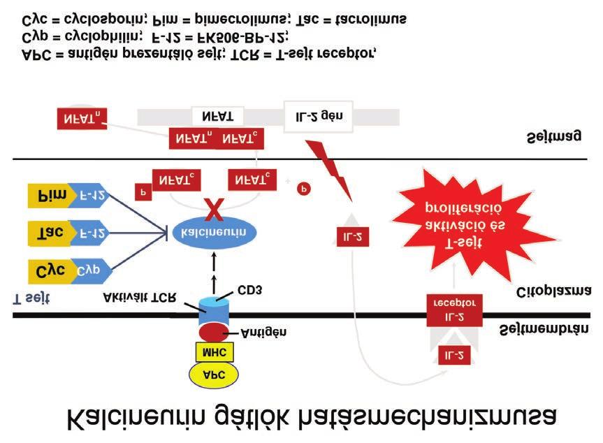 a kalmodulinon keresztül a kalcineurin aktivációját idézi elő.
