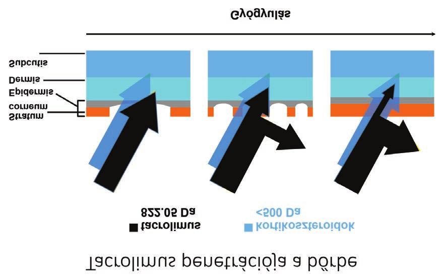 2. ábra Tacrolimus penetrációja a bőrbe 3 napon belül jelentős javulást hoz. Csökkenti a fellángolások számát, hosszútávon tünetmentességet biztosíthat.
