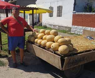 A sárgadinnye piac egy speciális szegmense a zöldhúsú ananász típus, ami igen dinamikusan növekszik a balkáni régióban, Albániában, Romániában, Bulgáriában és a mediterrán országokban is.