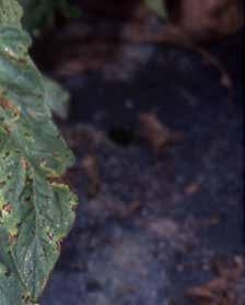 A leveleken megjelenő első tünetek sötét, vizenyős, 3 mm-nél kisebb átmérőjű kerek foltok.