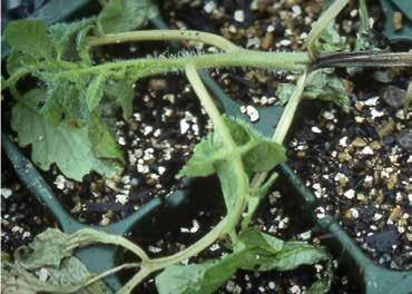 Jellemző tünetek a lágy, pépes rothadás és a sötétbarna, fekete vizenyős foltok, amelyek gyorsan továbbterjednek az egész csíranövényre.